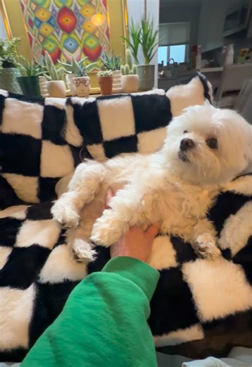 Cute Maltese Enjoying Belly Rubs