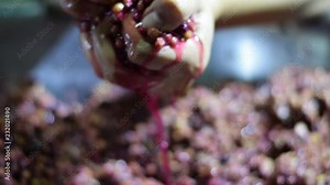 Bignay, Antidesma bunius home wine processing hand crushing, mashing and squeezing of fruit