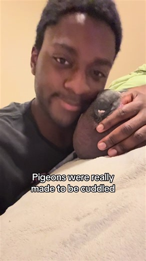Cuddle Moments with Pigeons: A Heartwarming Experience