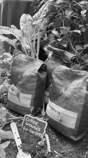 FlourMillUnwinds on Instagram: "Coffee for you, coffee for the garden!⁠ ⁠ We love closing the loop and returning coffee grounds back to the earth where they can do some good.⁠ ⁠ Used coffee grounds are rich in nitrogen, phosphorus and potassium, making them a great soil booster. Give your acid-loving plants some love! Great for Hydrangeas, Azaleas & rhododendrons, Camellias, Gardenias, Roses & Ferns.⁠ ⁠ How to use them:⁠ • Sprinkle lightly onto soil (don’t pile on)⁠ • Mix into compost⁠ • Work in