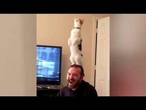 Are this the BEST CAT FAILS YOU'VE EVER SEEN or what?! - Extremely FUNNY CAT compilation