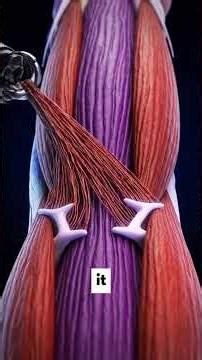 Mechanical tension explained: how muscles actually know when to grow.It’s not reps.It’s not the burn