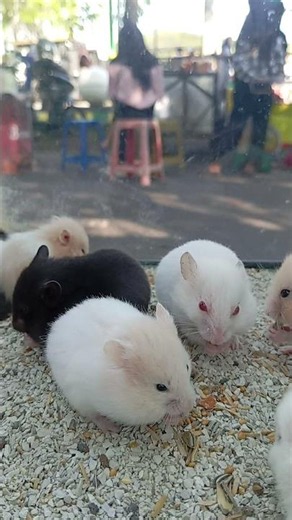 hamster gemes #tranding