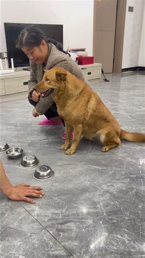 I can’t stand seeing her get hit so hard on the head 😂#shorts #funny #comedy #cute #animals #pets