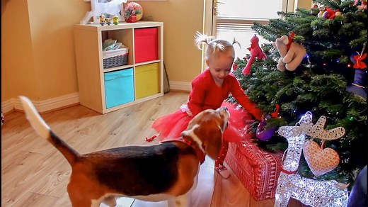 Beagle reacts to gifts under the Christmas tree