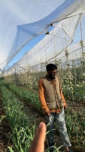 144 reactions · 16 shares | Ap ko kya lagta. Hai is pruning k baray mai oor management k baray mai comment mai zoroor batana #challenge #design #cherryblossom #picturechallenge #pruningtips #goodvibes Agriculture Point Aadil Hussain Padder Basit Yousuf Griba Gardens | Basit Yousuf | Facebook