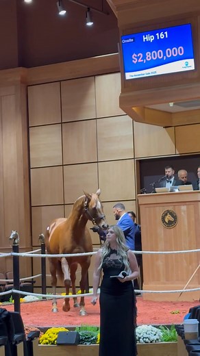 76K views · 1.6K reactions | ✨ Monday at Fasig-Tipton November: Summer Sweet, the dam of MGIW SHE FEELS PRETTY, sold for $3 million to Hugo Lascelles, agent from the Gainesway consignment. Read more: www.thoroughbreddailynews.com/6-2-million-streak-of-luck-tops-fasig-tipton-november-sale/ | Thoroughbred Daily News | Facebook