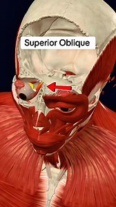 Superior oblique #muscle #anatomy 👁️ | Dr. Ishtiaque Arafat