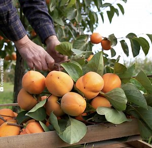 10M views · 275K reactions | A pleasant day harvesting and cooking in an Azerbaijani village Watch original video by Country Life Vlog - youtube.com/watch?v=lXIMhqeWino | Taste Life | Facebook