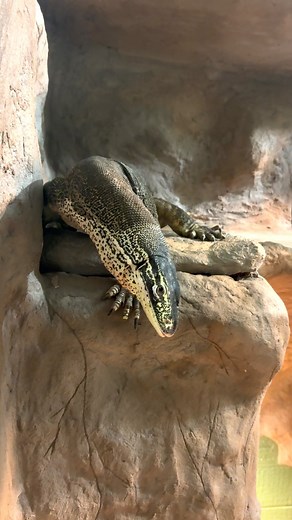 We’ve all been there 😂 You’re just trying to find the bathroom and absolutely pick the wrong door instead. Arnold prefers that you knock first, actually. He’s our Argus monitor, one of the big lizards in our back rooms, and he’s getting an upgrade to an even bigger room soon so he can stomp around in style. We’re gearing up for a busy day at Lizard Land 👋 Open 11–5 today (last tours at 4). Carnivore feeding show at 1 PM — come hang out and meet Arnold and the rest of our chaos crew. #obxlizard