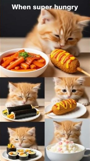 Korean cat eating Tteokbokki Korean Corn Dogs Gimbap Korean Fried Chicken Bibimbap Jjajangmyeon