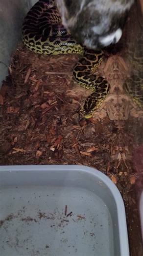 Precious the yellow anaconda eating a guinea pig #Hillbillyexoticsusa #yellowanaconda #feeding