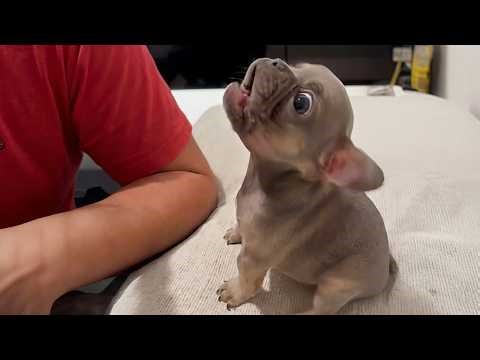 Cute Puppies Caught Being Absolutely Ridiculous 🤣 Funny Dog Videos