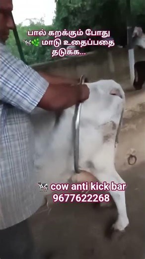 cow Anti Kick lock bar available 9677622268 #cowantikickbar
