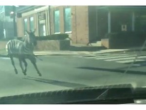 SEE: Zebras Escape Circus, Run Wild Through Philly