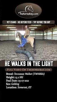 Buckskin Tennessee Walking Gelding For Sale (Gaited/Trail/Field Trial)