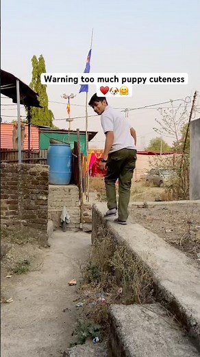 The cutest puppies in the whole Internet || world’s cutest puppies compilation || cute puppy moment