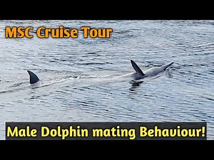 The Dance of Love: Male Dolphin Mating female