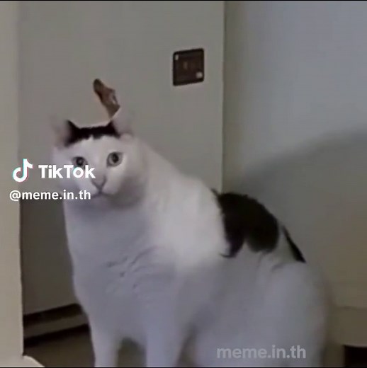แมวหะ!! คอลเลกชันมีมสุดฮา