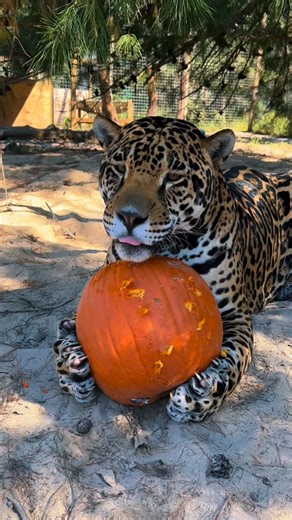 141K views · 13K reactions | Tank & Binta pumpkin carving  Book a tour here at www.Singlevisioninc.org | Safari Sammie | Facebook