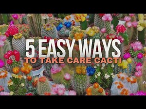 How to Care for a Cactus Plant Indoor | 5 Easy Ways for Beginner