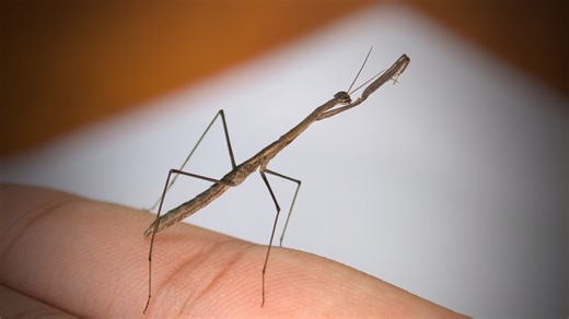 长棍武顶螳 Hoplocorypha macra 武顶螳属收集，南非一种非常惊奇的袖珍细杆草爬子螳螂 泡泡螳 采集于莱索托 自制