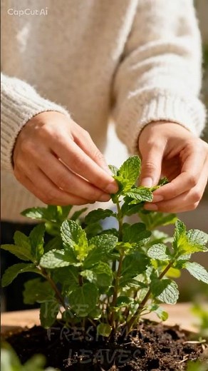 Mint Tea Benefits 🌿 | How It Helps Your Body