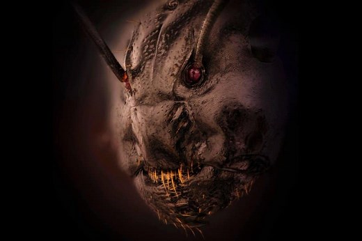 Magnified picture of an ant's face wins prize, leaves social media 'horrified'