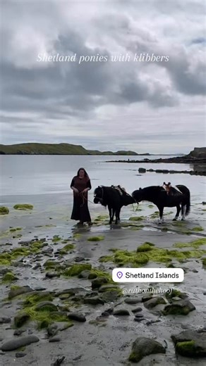 A couple of years ago I had a very special morning on Shetland where some wonderful people came together to show me Shetland ponies in their traditional working gear. Klibbers are the wooden contraption that sits on the horses’s back and people could then hang their loaded baskets, nets etc with the material you want carried. Here the pony is loaded with peat (but they would have carried all manner of things such as seaweed). Peat is used as a fuel to burn as there are very few trees. It is heav