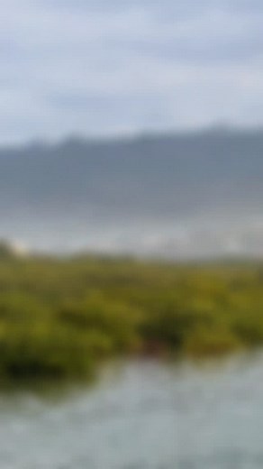 This is why people leave Samoa; life here is beautiful but brutally hard; some work an hour just to afford a litre of milk; we stay because we love our people and this land; some stay, some return, not because it’s easy but because it’s ours to love, to protect, to sacrifice; how do you show love for your home? Share your thoughts in the comments; I want to hear your story #Samoa #IslandLife #HomeAndHeart #CulturalRoots #LoveWhereYouLive #SacrificeAndLove #PacificIslands #LifeAbroad #FamilyAndLa