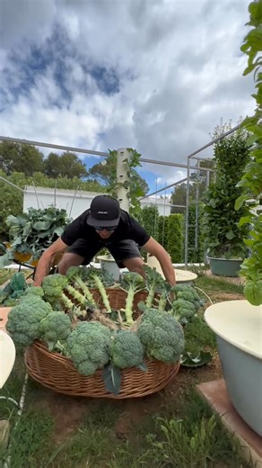 Vertical farming 18 broccolis on one aeroponic tower 復 #broccoli #verticalfarming #towergarden #farming #agriculture #vegetables | Agrotonomy | Facebook