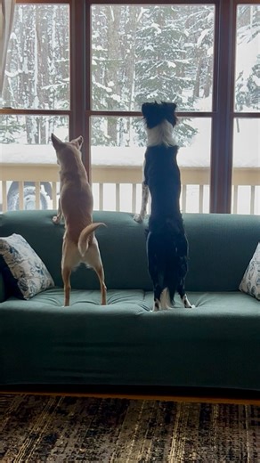 Buddy | Dog life on Instagram: "🚨👀🚨 Concern level: increasing 🐶🐾 #watchdogs #wachhunde #dogreel #funnydogs #cutedogs"