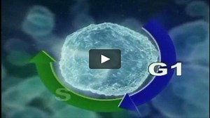 Cell Division and the Cell Cycle