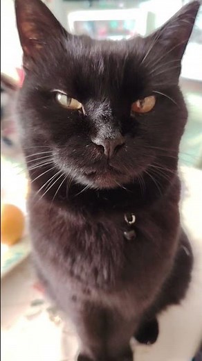 #gattocarino #cat #gattonero #gatti #perte #pets #chat #funny #gattocastrato