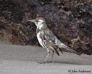 Floreana mockingbird - Alchetron, The Free Social Encyclopedia