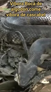 Vibora boca de algodón vs vibora de cascabel. Al acto de consumir serpientes se le llama ofiofagia, especies como la cobra real se alimentan casi exclusivamente de otras serpientes. #tendencia #reptiles #vibora #cottonmouth #rattlesnake | Repfilia