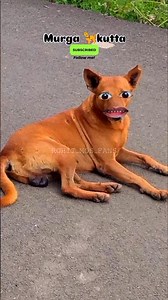 Kutta vs murga🦮#jokes #thethapuns