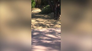 IS IT LOVE OR HATE? Tammy Wells sent us this video of snakes in her backyard in Tucson. Thoughts? | KGUN 9