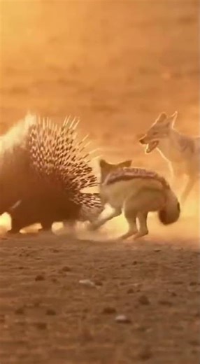 Porcupine vs Jackal: Quills Win! #shorts #wildlife #nature #animalfight