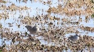 HD video One long billed curlew resting with bill tucked into feathers standing in estuary wetland in Northern California. Water rippling, sandpipers landing near by, curlew flies away.