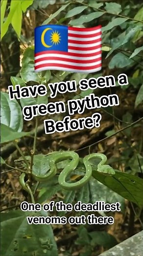 Brief look into Taman Negara Malaysia