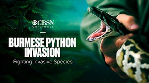 Burmese python invasion: CBSN Originals preview