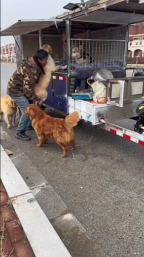 The homeless man put the tired stray dog ​​into the car to rest🤠
