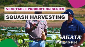 𝗩𝗲𝗴𝗲𝘁𝗮𝗯𝗹𝗲 𝗣𝗿𝗼𝗱𝘂𝗰𝘁𝗶𝗼𝗻 𝗦𝗲𝗿𝗶𝗲𝘀: 𝗘𝗽𝗶𝘀𝗼𝗱𝗲 𝟯𝟱: 𝗦𝗾𝘂𝗮𝘀𝗵 𝗵𝗮𝗿𝘃𝗲𝘀𝘁𝗶𝗻𝗴 When do I harvest my butternuts? How do I harvest butternuts? Watch this video for a discussion about squash harvesting and some do's and don'ts! View more videos of this series on our YouTube channel https://www.youtube.com/channel/UC1mYn16WR2BpAF6qK4jfsOA and contact us for more information. #SakataSeed #SquashProduction #SquashHarvest #ButternutHarvesting #CucurbitProduction #SquashFar