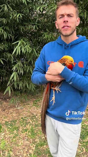 Understanding Pheasants: Native Species Insights