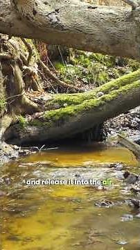 Why Tropical Rainforests Keep Earth Alive #sustainability #ecologicalbalance #ecology #zerowaste