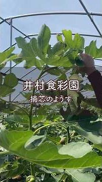 【実に栄養を届ける、イチジク畑の摘芯作業】