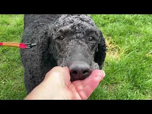 Black Standard Poodle for adoption.