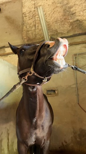 Vous avez le même problème que moi ? 🐴 Cimeon ne touche pas à la sienne… et avec la canicule, il transpire énormément ! Résultat : grosse perte de sels minéraux. 🧂 Même s’il est complémenté, l’apport en sel reste super important. En voyant mon inquiétude, @agathe.frn m’a donné une petite astuce que je vais tester sur Cimeon… À voir si ça fonctionne ! 👀 Tenue : @jl.jump #cheval #chevalpassion #equitation #chevaux #poney #shetland #cso #dressage #ethologie #equin #écurie #poneyclub #fyp #pourto