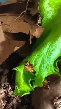 Red Runner Roaches grubbing. #cockroach #zoomed #feederinsects